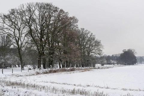 Winter landscape with oaks (Quercus robur), Emsland, Lower Saxony, Germany