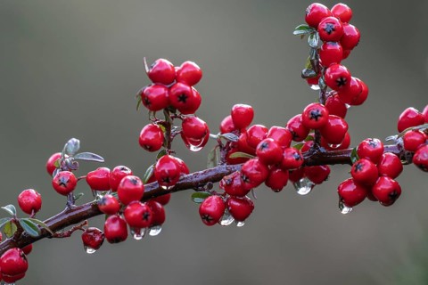 Cotoneaster horizontalis, Emsland, Lower Saxony, Germany