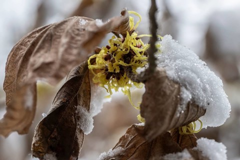 Witch hazel (Hamamelis mollis Pallida) in the snow, Emsland, Lower Saxony, Germany