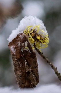 Witch hazel (Hamamelis mollis Pallida) in the snow, Emsland, Lower Saxony, Germany