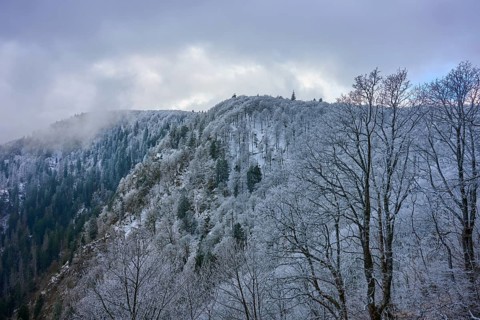 Frosty treetops above a wooded hill with thick clouds, winter, Col de la Schlucht, Le Valtin,