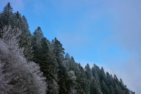 Frost-covered fir trees under clear blue sky in a wintry landscape, winter, Col de la Schlucht, Le