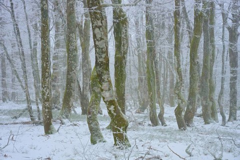 Wintery forest with snowy trees and foggy atmosphere, European beech, winter, Hohneck, La Bresse,