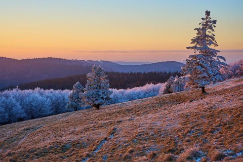 Lonely trees under frosty sunset light on a slope, winter, Route de Cretes, Hohneck, La Bresse,