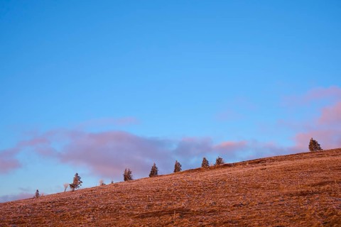 Minimalist landscape with trees on ridge and clear blue sky, winter, Route de Cretes, Hohneck, La