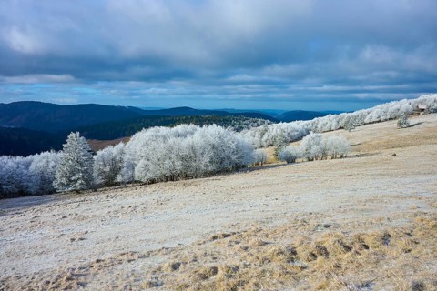 Snowy hills with trees and wide, cloudy sky in a wintry atmosphere, winter, Route de Cretes,