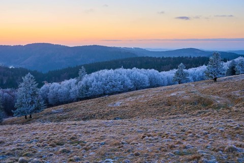 Rolling hills with snow-covered trees at dusk, winter, Route de Cretes, Hohneck, La Bresse, Vosges,