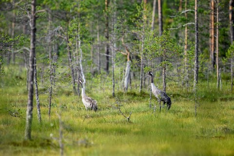 Two cranes stand in swampy forest surrounded by nature and tall trees, Karelia, Finland