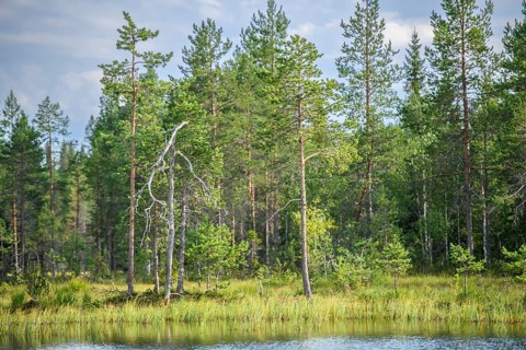 Green boggy pine forest Taiga summer forest with pine trees and pale sky in the background on the