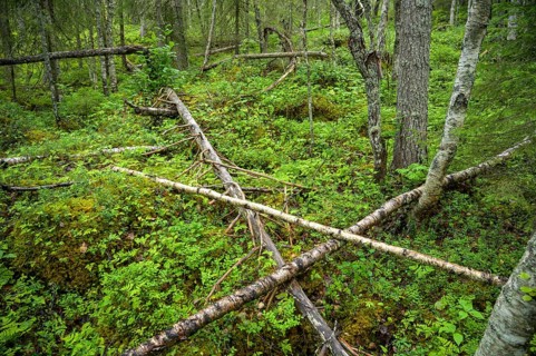 Dense forest with fallen trees covered by moss, pristine natural scenery, Svedjehamn, Kvarken