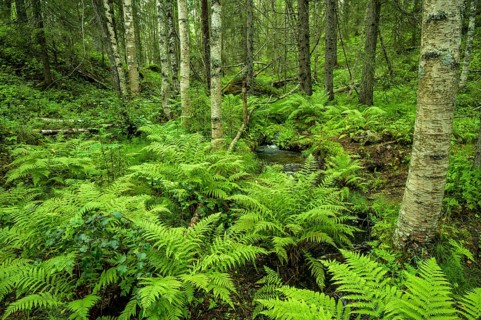 Dense green forest full of ferns and moss with large trees, quiet wilderness atmosphere,