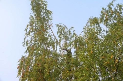 Tree climber cuts a birch (Betula), Eckental, Middle Franconia, Bavaria, Germany