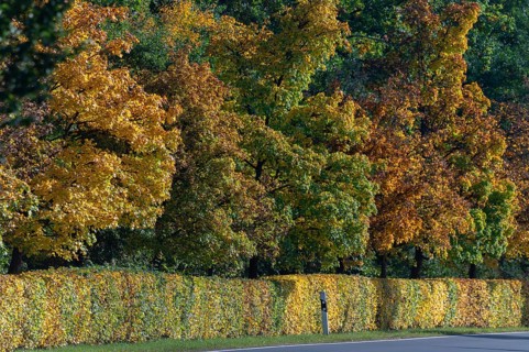 Beech hedges (Fagus) and trees in autumn colour along a road, Lauf an der Pegnitz, Middle