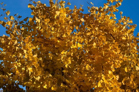 Ginkgo tree (ginkgo biloba) in autumn colour, Franconia, Bavaria, Germany