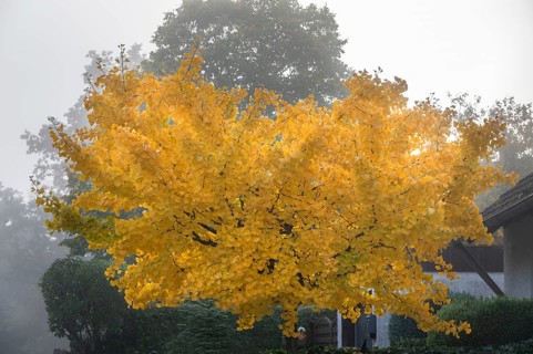 Ginkgo tree (Ginkgo biloba) in autumn colour on a foggy morning, Franconia, Bavaria, Germany