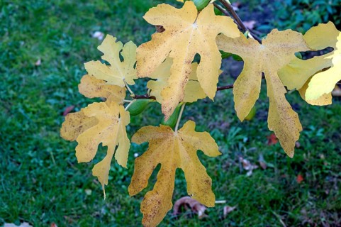 Autumn fig leaves (Ficus carica), Bavaria, Germany