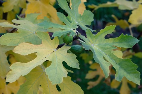 Autumn fig leaves (Ficus carica) with fruit, Bavaria, Germany