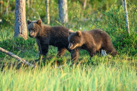 Two young brown bears (Ursus arctos) curiously exploring the green forest environment at dusk,