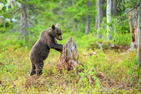 A small brown bear (Ursus arctos) curiously examines a tree stump in the forest, Karelia, Lapland,
