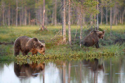Two brown bears (Ursus arctos) on a quiet lakeshore with forest in the background, Karelia,