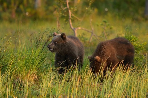 Two small brown bears (Ursus arctos) curiously exploring the grass in the forest, Karelia, Lapland,