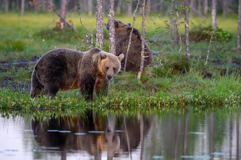 A brown bear (Ursus arctos) on the lakeshore with reflecting trees in the water, Karelia, Lapland,