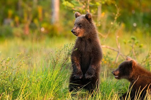 Two young brown bears (Ursus arctos) stand in the grass and look around curiously, Karelia,