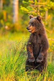 A young brown bear (Ursus arctos) stands attentively in the tall grass at dusk, Karelia, Lapland,