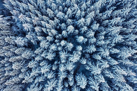 Hankenberge, Hilter am Teutoburger Wald, Lower Saxony, Germany, aerial view of a dense forest with