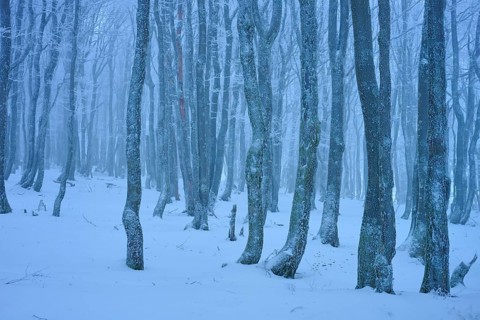 Dense bare trees in a snowy, foggy forest, copper beech (Fagus sylvatica), winter, Hohneck, La
