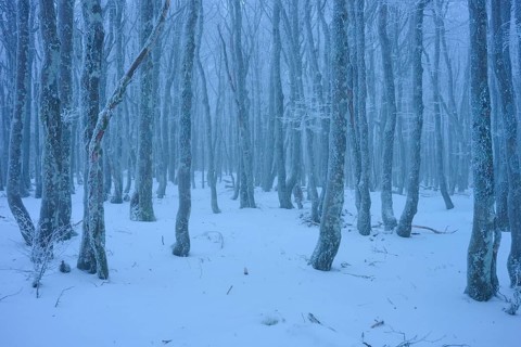 Snow-covered dense forest with slender, bare tree trunks under blue light, copper beech (Fagus