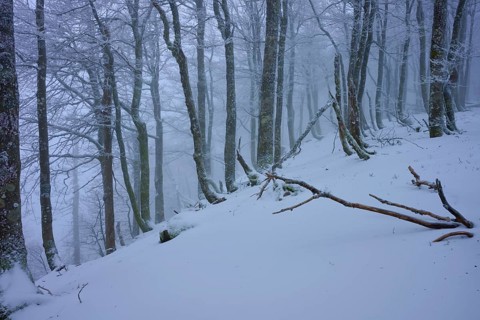 Snow-covered hilly landscape with bare tree trunks and foggy atmosphere, copper beech (Fagus