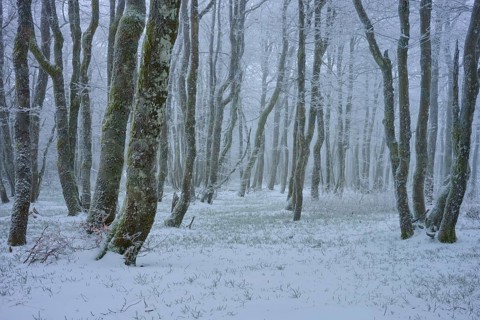 Dense trees stand quietly in a snowy winter landscape, shrouded in a light mist, copper beech