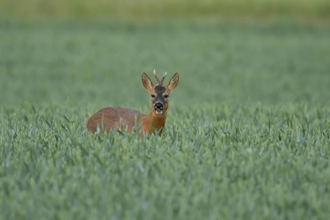 Roe deer (Capreolus capreolus) adult male buck animal feeding in a farmland wheat field in summer,