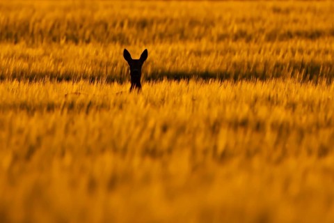 Roe deer (Capreolus capreolus) silhouette of an adult female doe animal in a farmland cereal field