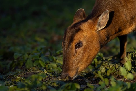 Muntjac deer (Muntiacus reevesi) adult animal head portrait, England, United Kingdom