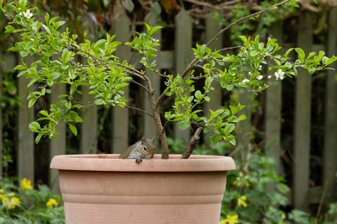 Grey squirrel (Sciurus carolinensis) adult animal in a garden plant pot, England, United Kingdom