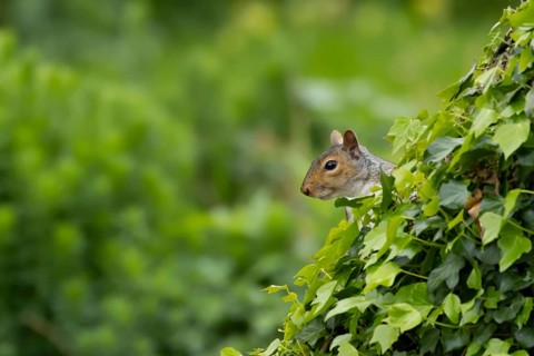 Grey squirrel (Sciurus carolinensis) adult animal on an ivy covered tree trunk, England, United