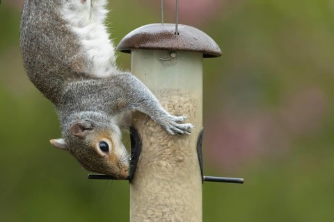 Grey squirrel (Sciurus carolinensis) adult animal feeding on sunflower seeds hearts from a garden