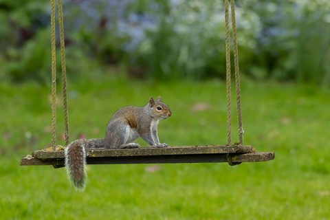 Grey squirrel (Sciurus carolinensis) adult animal on a garden swing, England, United Kingdom