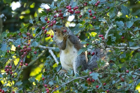 Grey squirrel (Sciurus carolinensis) adult animal feeding on Hawthorn tree berries in summer,