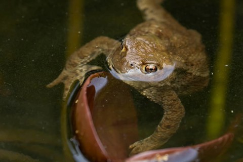 Common toad (Bufo bufo) adult amphibian on the water surface of a pond in spring, England, United