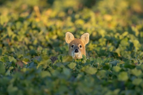 Chinese water deer (Hydropotes inermis) adult animal in an arable farm oilseed rape crop field,