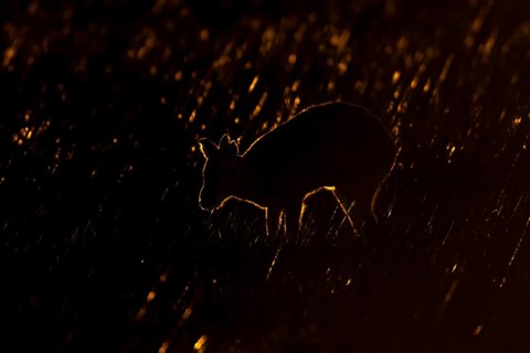 Chinese water deer (Hydropotes inermis) silhouette of an adult animal backlit in marshland,