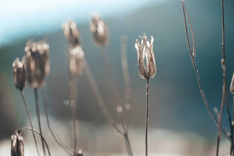 Dried seed pods in winter sun against blurred background