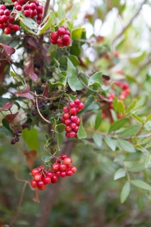 Smilax or sarsaparilla, Capo Rosso, Département Corse-du-Sud, Corsica, France