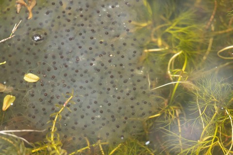 Common frog (Rana temporaria) adult amphibian spawn or eggs on the water surface of a garden pond
