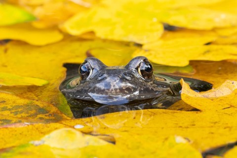 Common frog (Rana temporaria) adult amphibian on the water surface of a garden pond amongst fallen