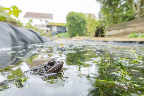 Common frog (Rana temporaria) adult amphibian on the water surface of a garden pond with a house in