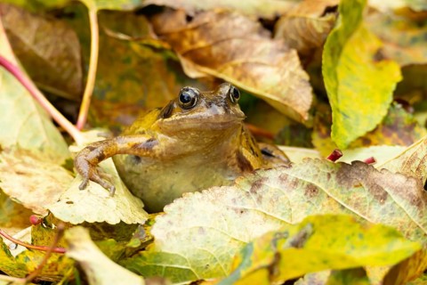 Common frog (Rana temporaria) adult amphibian in a garden amongst fallen autumn leaves, England,
